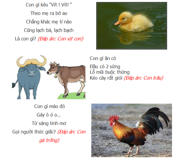 Câu đố về các con vật Trạng Nghé